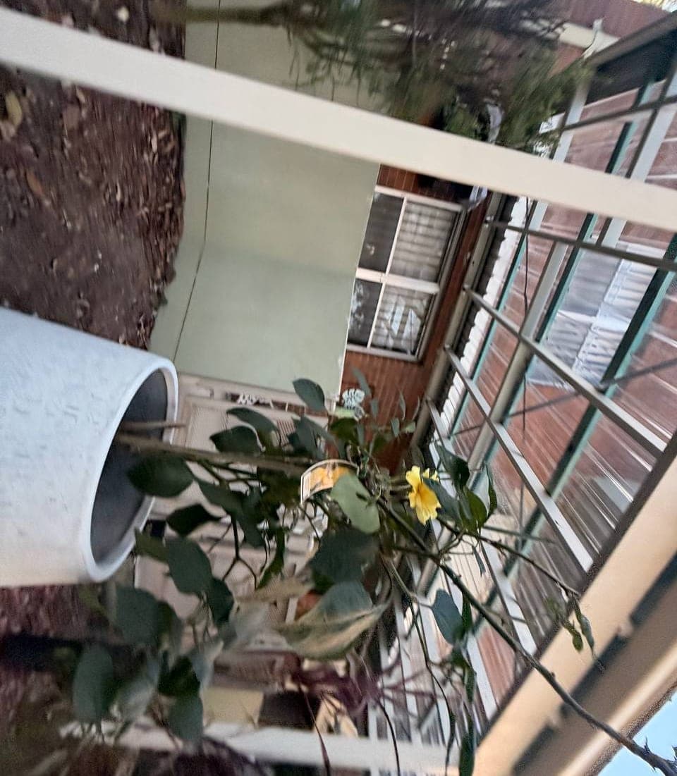 Polycarbonate pergola roof replacement Crown Roofers Riverwood South West Sydney — photo 37 v2