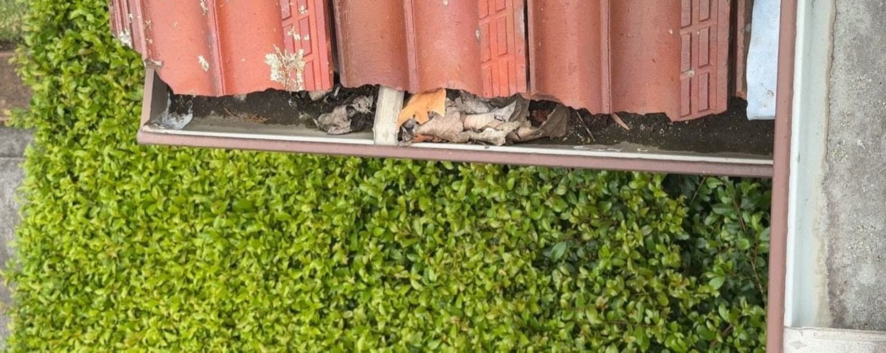 Leaf debris visible in guttering during a Willoughby East gutter replacement project