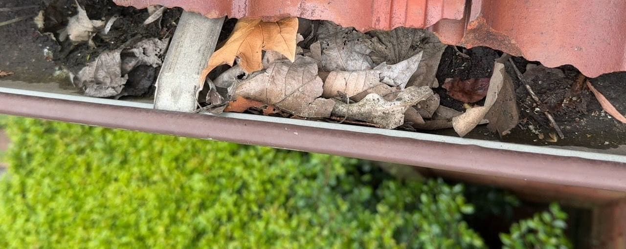 Close-up of leaf debris in guttering during a Willoughby East gutter replacement project